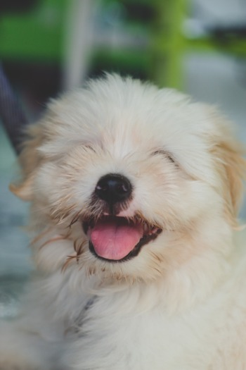 maltipom dog maltipom dog white